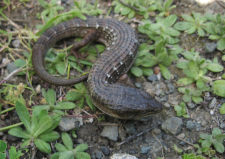Southern Alligator Lizard